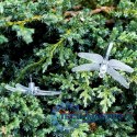 Lampki ogrodowe solarne ważki 6,5m 30LED multikolor
