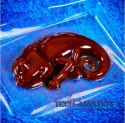 Zestaw naukowy Crazy Science Slime Kameleon