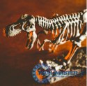 Zestaw naukowy Crazy science Smoki i dinozaury