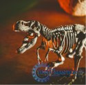 Zestaw naukowy Crazy science Smoki i dinozaury